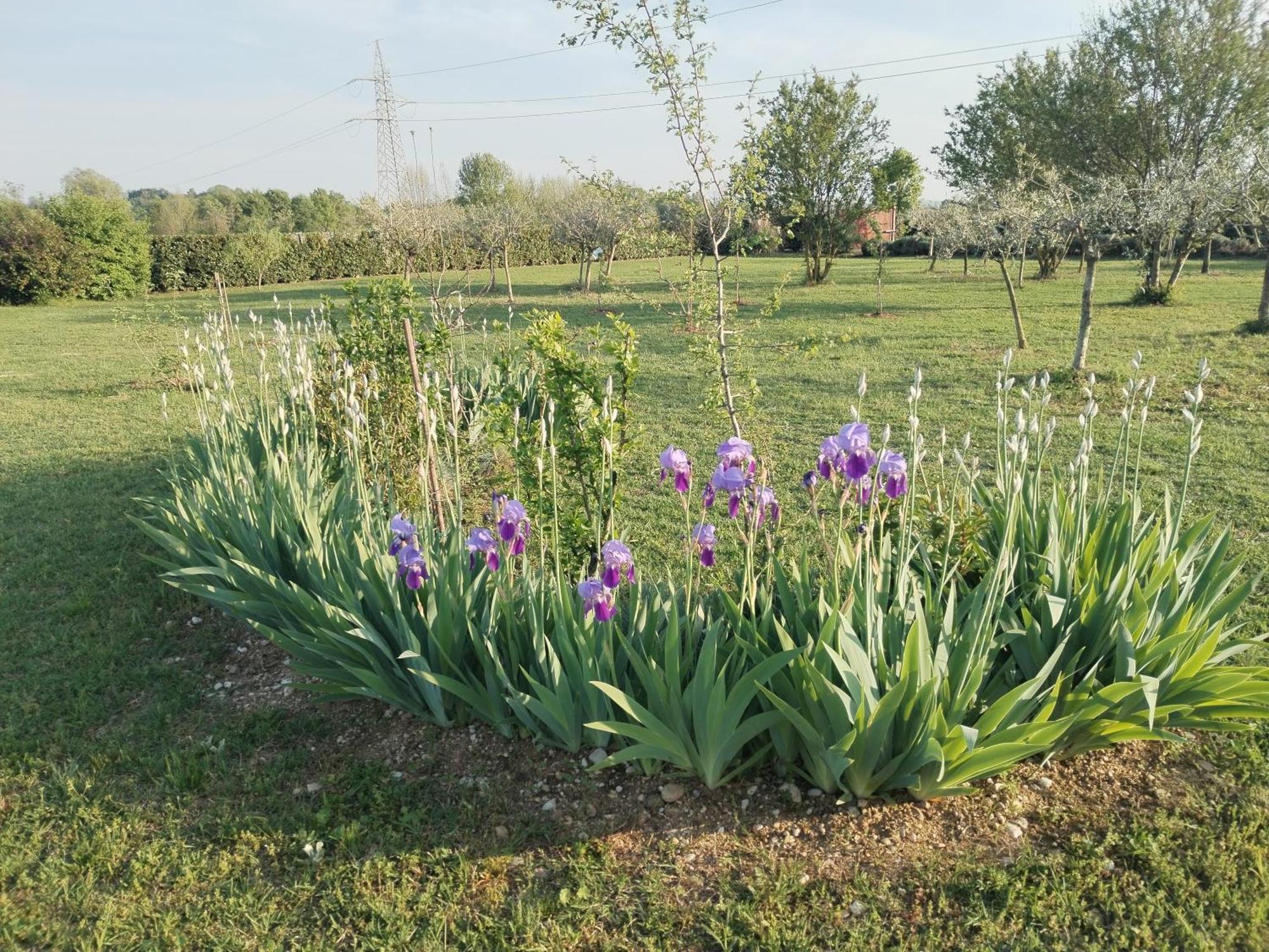 Ca' Blanca Bed and Breakfast Castelnuovo del Garda Εξωτερικό φωτογραφία